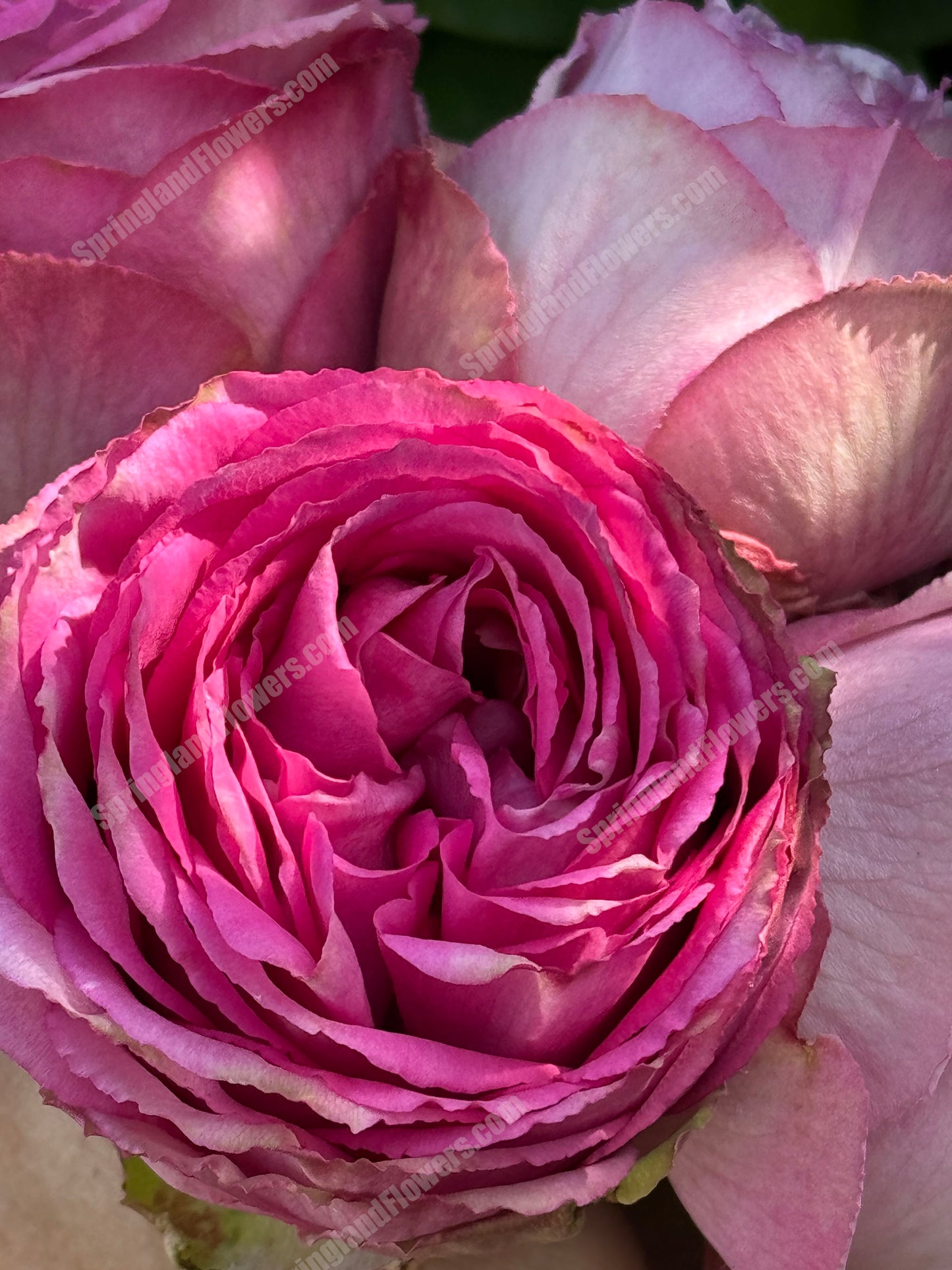 #SPN088,Extremely Similar to Lavender Lace 薰衣草蕾丝, Florist Shrub Rose, Non-Grafted/Own Root.