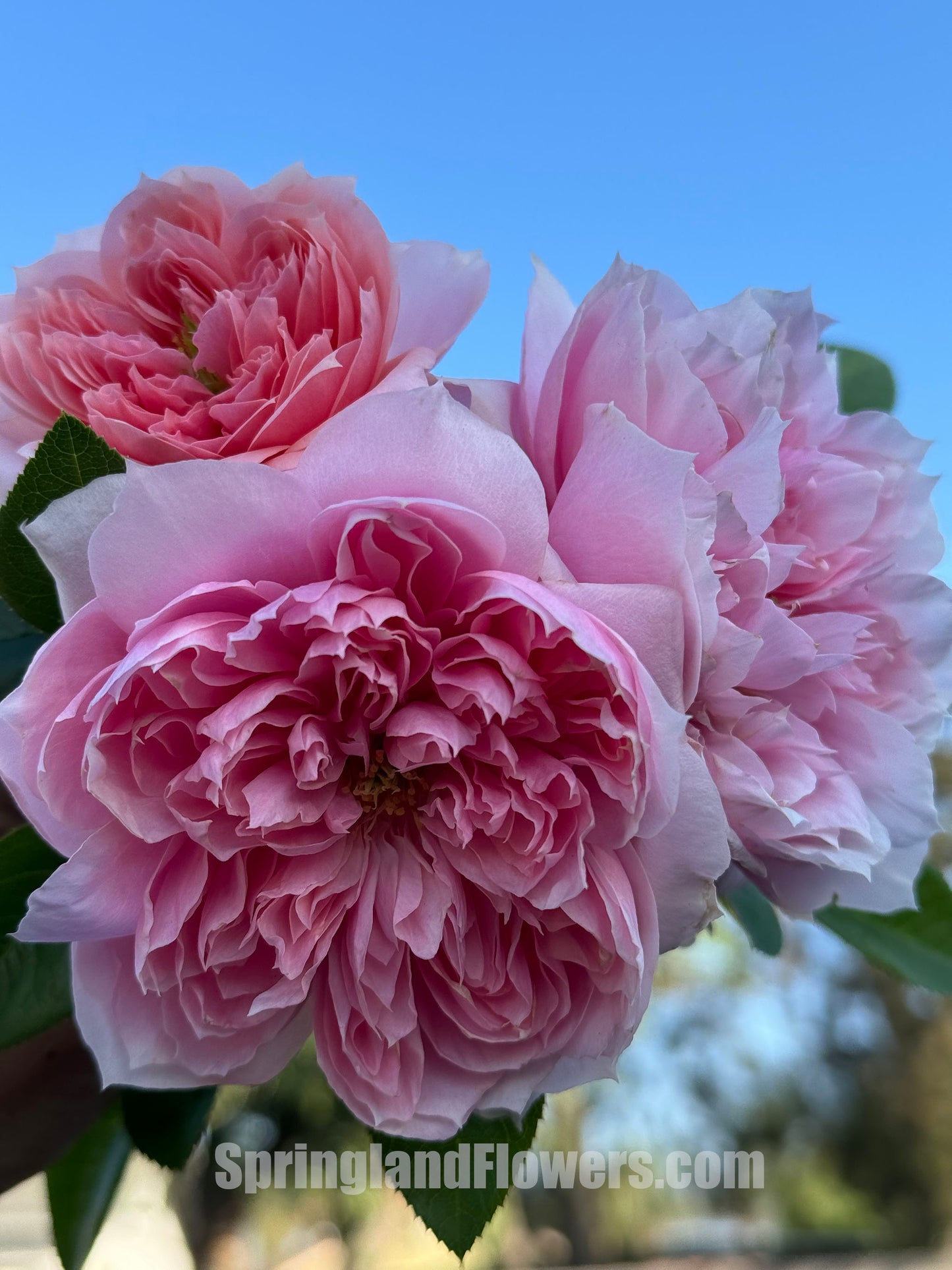 #SPJ029,Extremely Similar to Cecil de volanges 蝶之舞, Japanese Shrub Rose. Heat-tolerant, disease-resistant, Non-Grafted/Own Root.
