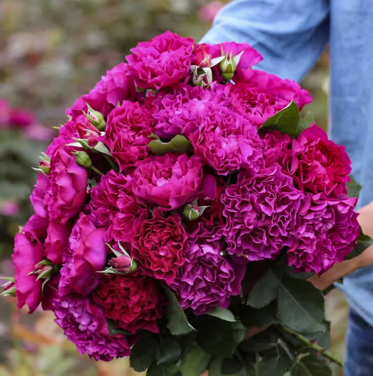 #SPJ148,Velvety Twilight 暮光之城,Japanese Floribunda Rose, Non-Grafted/Own Root.