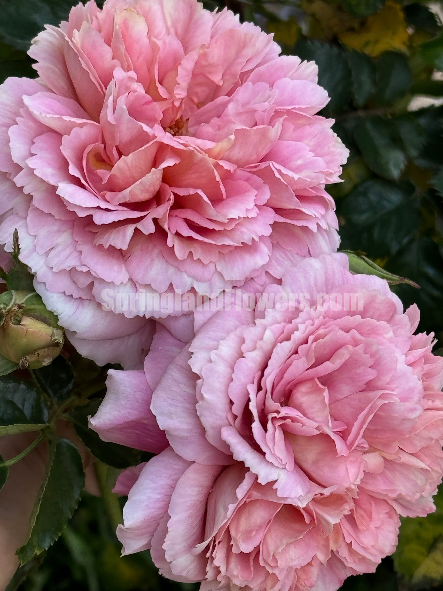 #SPJ094 ,Sunset Blush 羞颜, Japanese Florist Shrub Rose,Non-Grafted/Own Root.