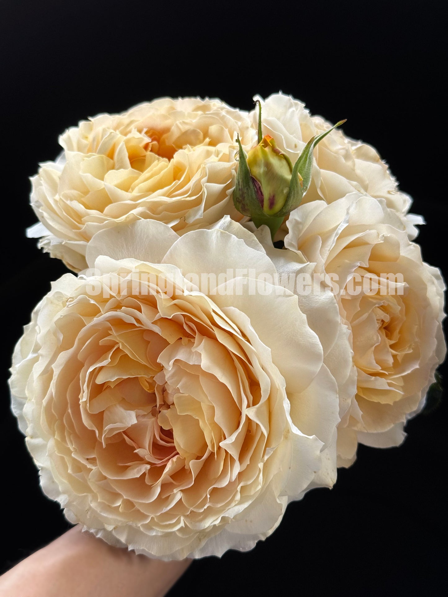 #SPG017 ,extremely similar to Caramel Antike 焦糖古董, German Florist Shrub Rose, Non-Grafted/Own Root.