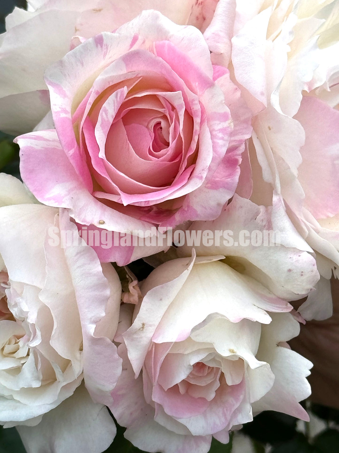 Mille Feuille 法式千层酥 ミルフィーユ ,Japanese Shrub Rose , Repeat Blooming,Non-Grafted/Own Root.