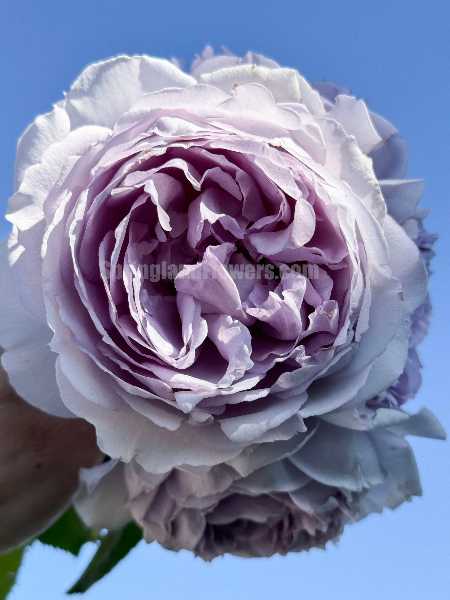 #SPC190, Yinyinqing / Memory of Blue (隐隐青) , Shrub Rose, Non-Grafted/Own Root. Strong Fragrance. Resistant to high temperature and humidity.