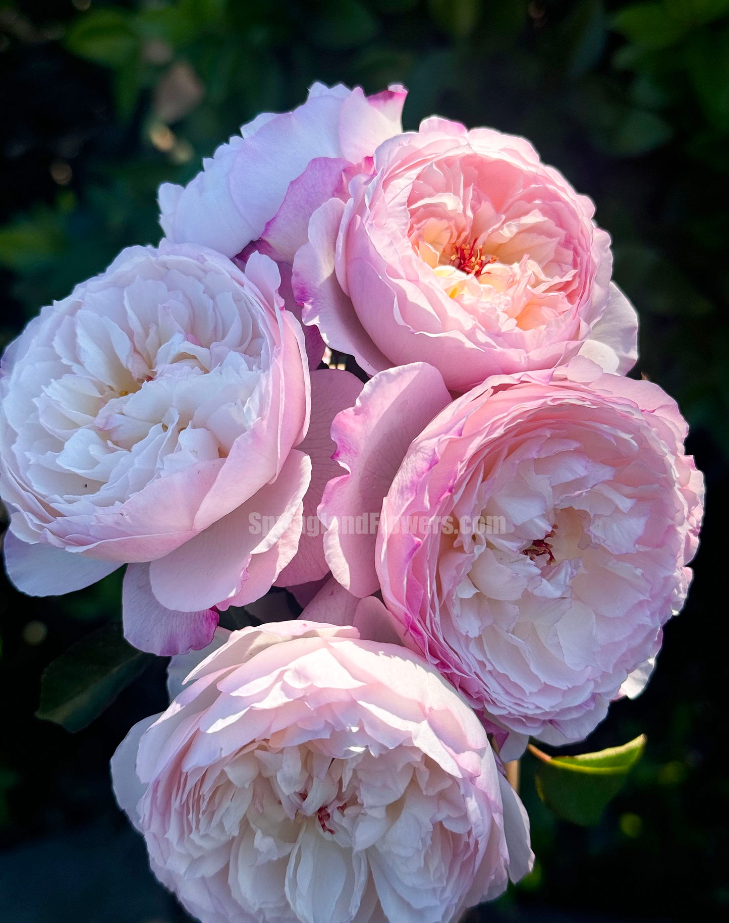#SPJ095,Savon 肥皂,Japanese Shub Rose, Non-Grafted/Own Root.