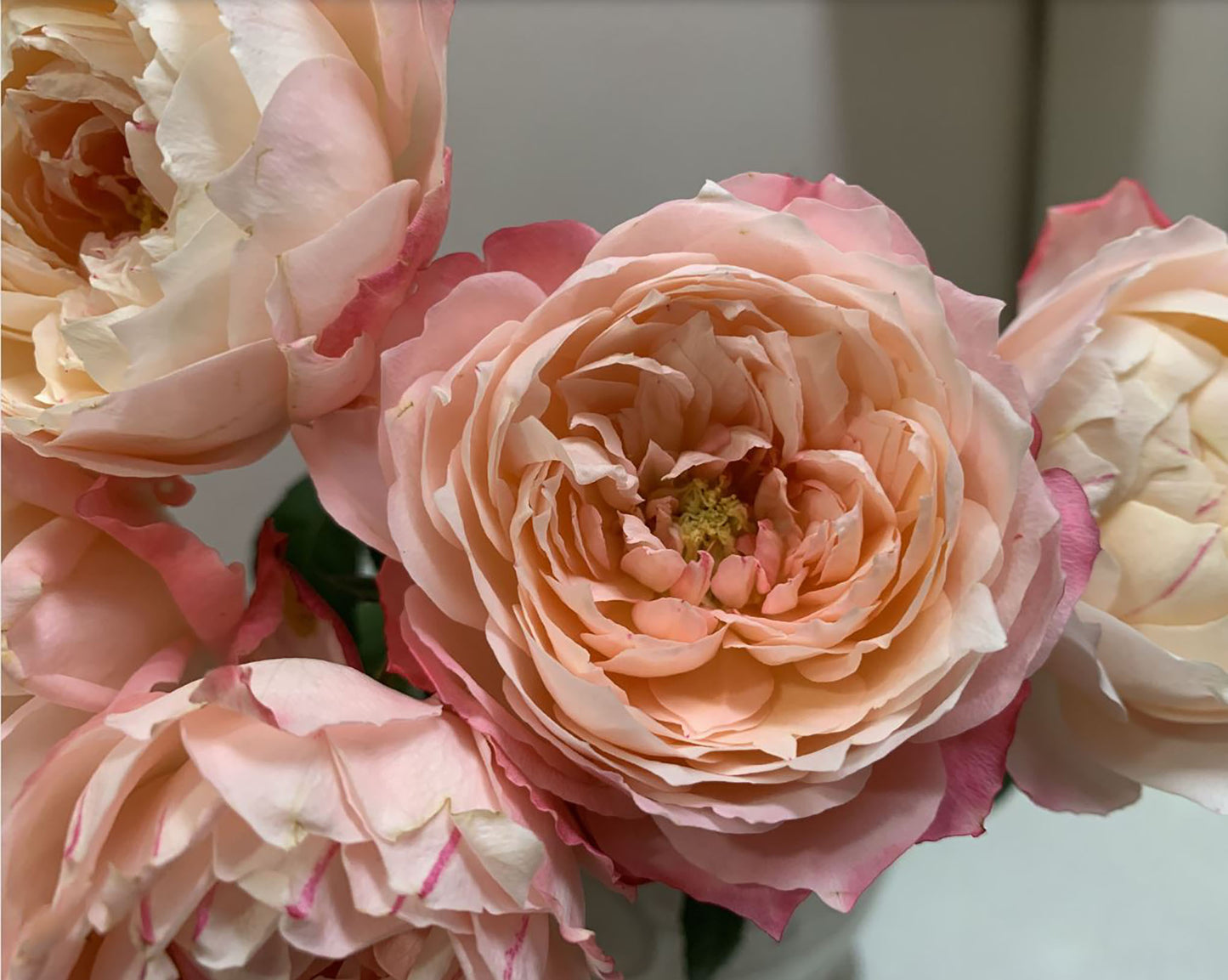 #SPJ030, Chance Pom 苹果运气, Japanese Florist Shrub Rose, Non-Grafted/Own Root.