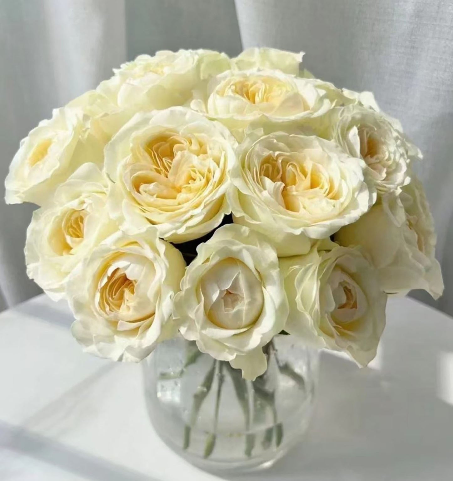 #SPN014, Butter Cup 奶油杯, Netherlands Florist Shrub Rose. disease-resistant, Non-Grafted/Own Root.