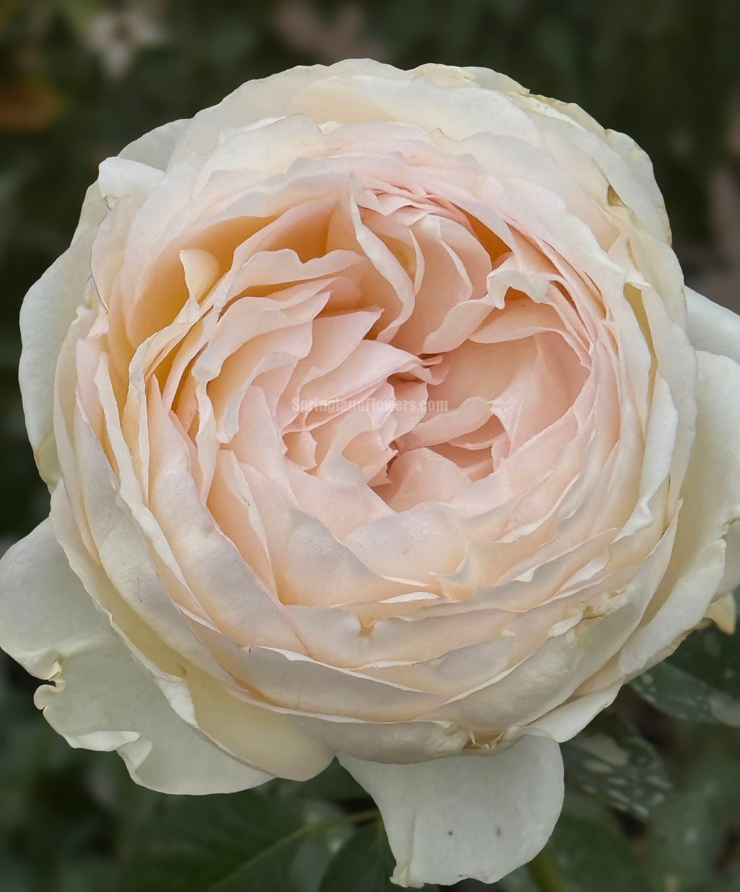 #SPF080,Extremely Similar to Ivory Yves Piaget 伊芙象牙伯爵,Florist Shrub Rose,Upright, Heat-tolerant, disease-resistant, Non-Grafted/Own Root.