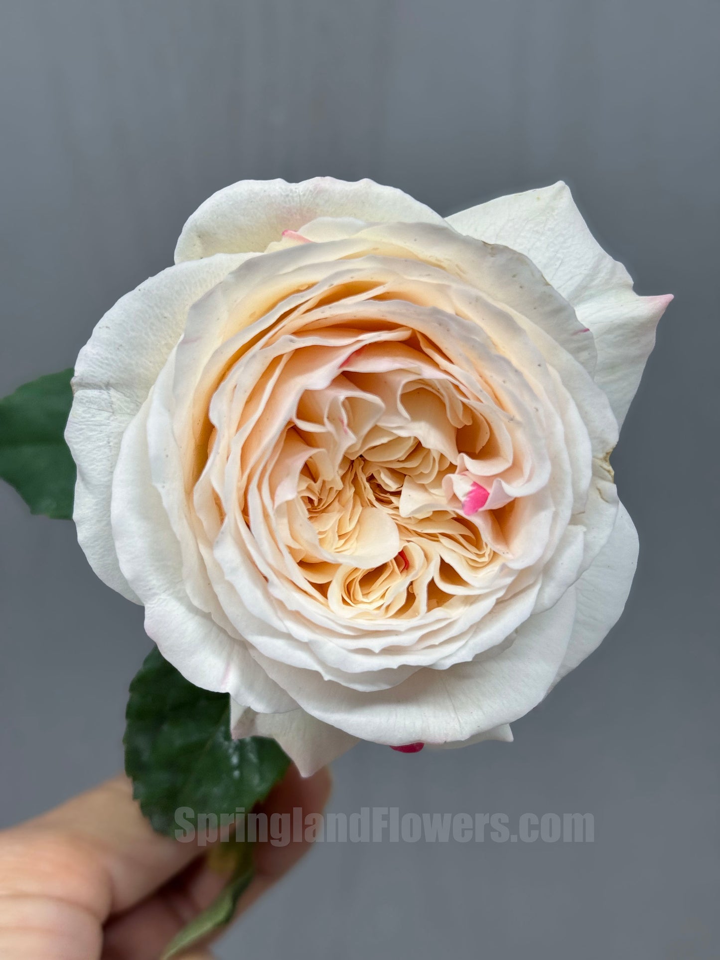 #SPJ165,Shiratama 白玉,Japanese Floribunda Rose.