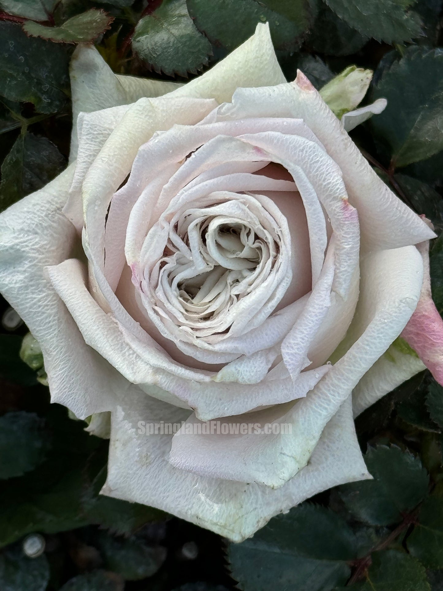 #SPN084,Quicksand 流沙, Florists Rose. Heat-tolerant, disease-resistant, Non-Grafted/Own Root.