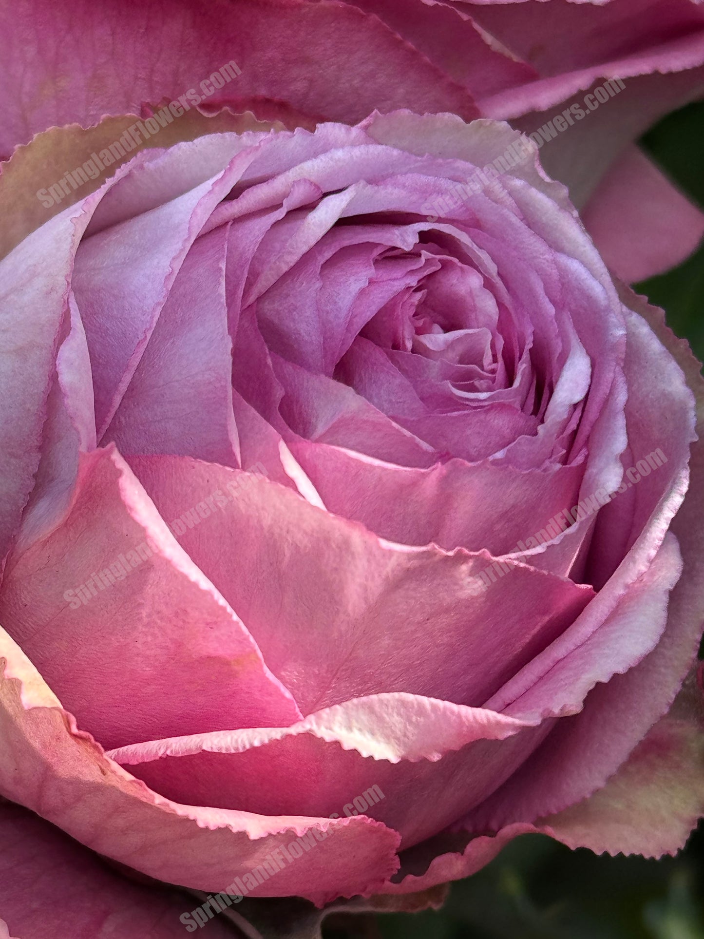 #SPN088,Extremely Similar to Lavender Lace 薰衣草蕾丝, Florist Shrub Rose, Non-Grafted/Own Root.