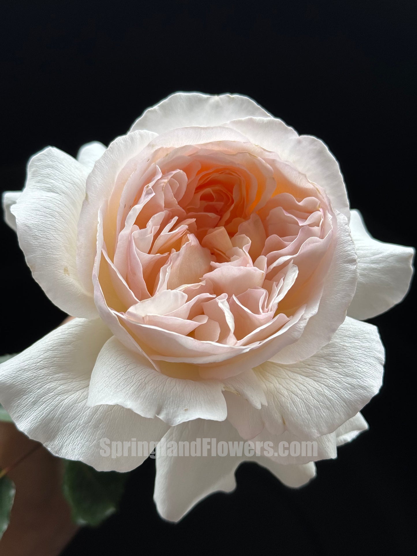 #SPC219,New! 2022.YueLongSha 月笼沙,Shrub Rose, Non-Grafted/Own Root.