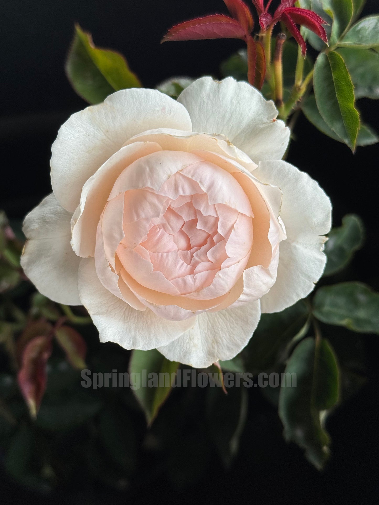 #SPJ167, Yuka 芳香之杯,Japanese Shrub Rose,Non-Grafted/Own Root.