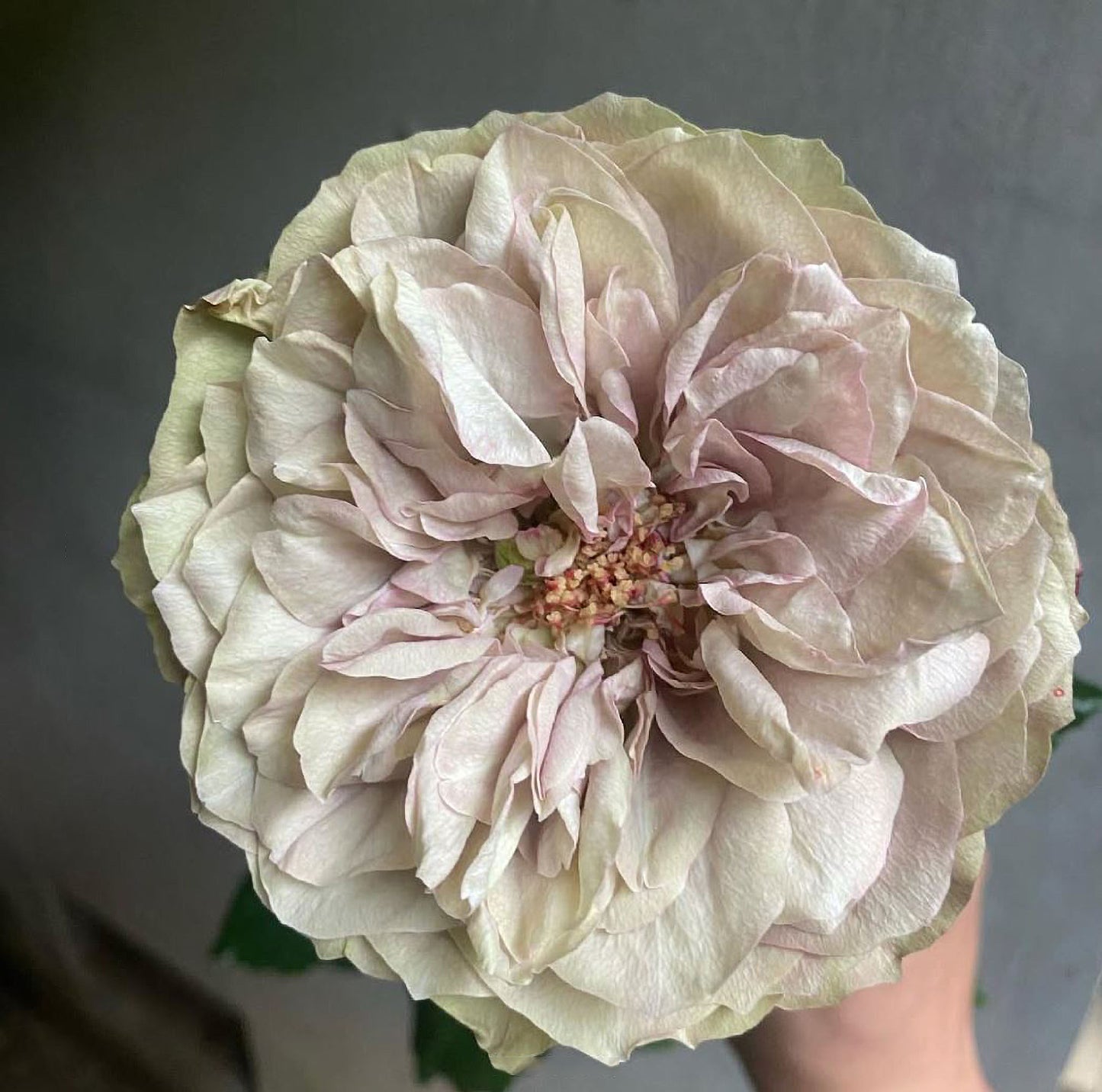 #SPJ124,Nothing without you 不能没有你/非你莫属,Japanese Florist Shrub Rose , Non-Grafted/Own Root.