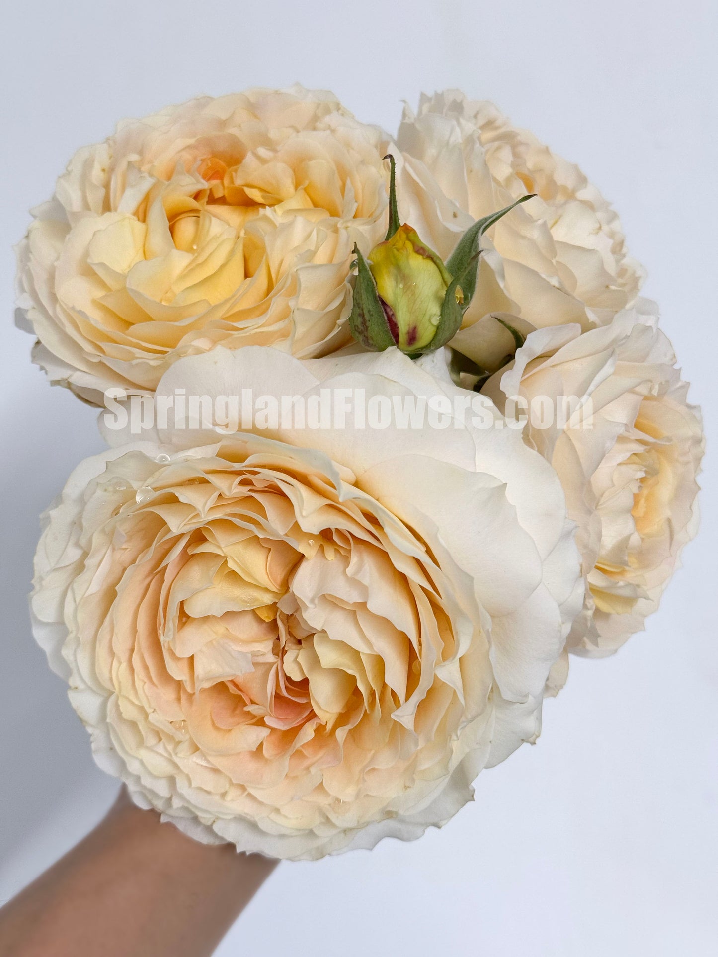 #SPG017 ,extremely similar to Caramel Antike 焦糖古董, German Florist Shrub Rose, Non-Grafted/Own Root.