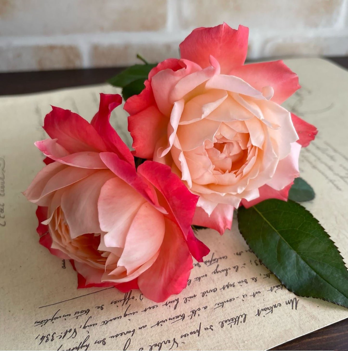 #SPJ030, Chance Pom 苹果运气, Japanese Florist Shrub Rose, Non-Grafted/Own Root.