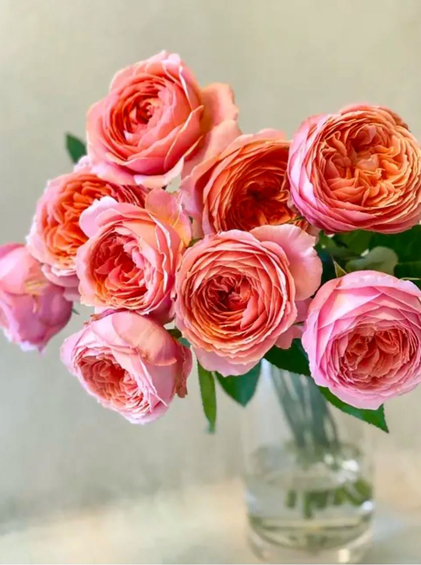 #SPG086, Romantic Antike 浪漫古董, Florists Shrub Rose. Non-Grafted/Own Root.