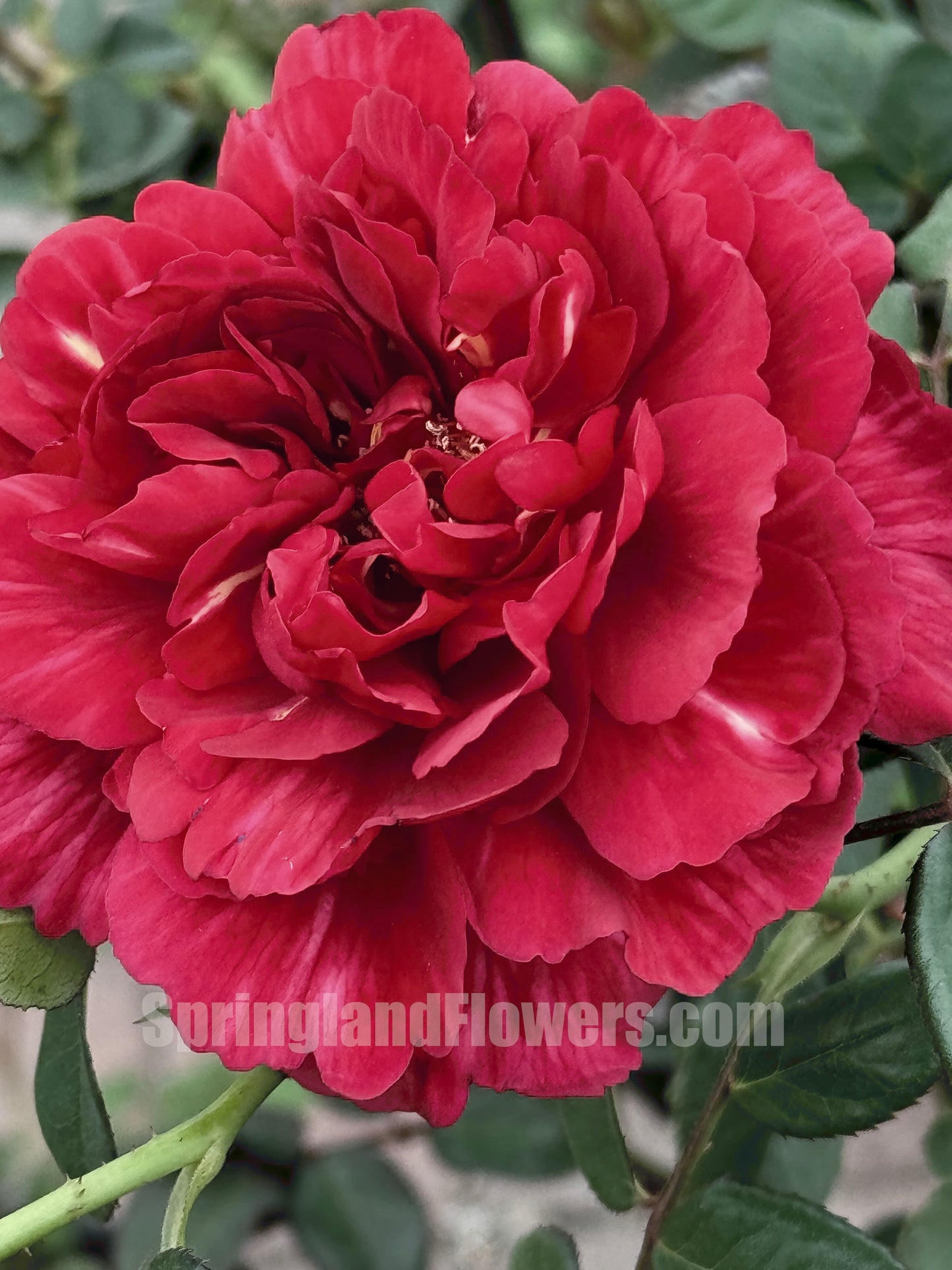 #SPJ109, Ligare 真彩230/领带,Japanese Shrub Rose,The Most Beautiful Red Rose,Non-Grafted/Own Root.
