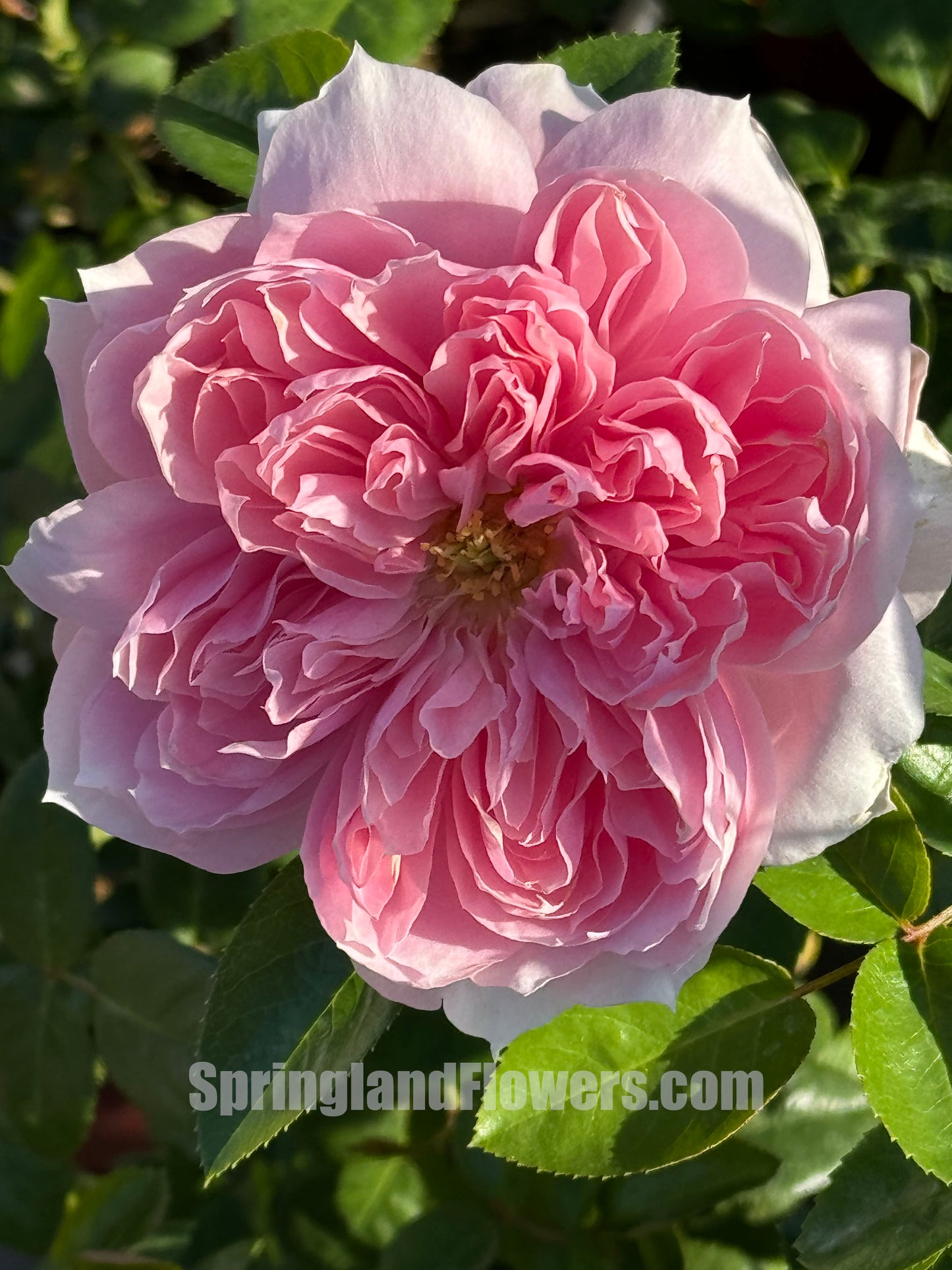 #SPJ029,Extremely Similar to Cecil de volanges 蝶之舞, Japanese Shrub Rose. Heat-tolerant, disease-resistant, Non-Grafted/Own Root.