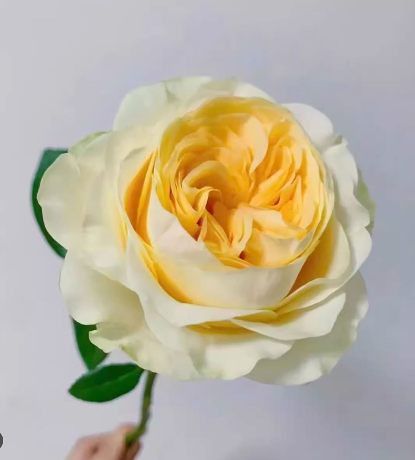 #SPN014, Butter Cup 奶油杯, Netherlands Florist Shrub Rose. disease-resistant, Non-Grafted/Own Root.