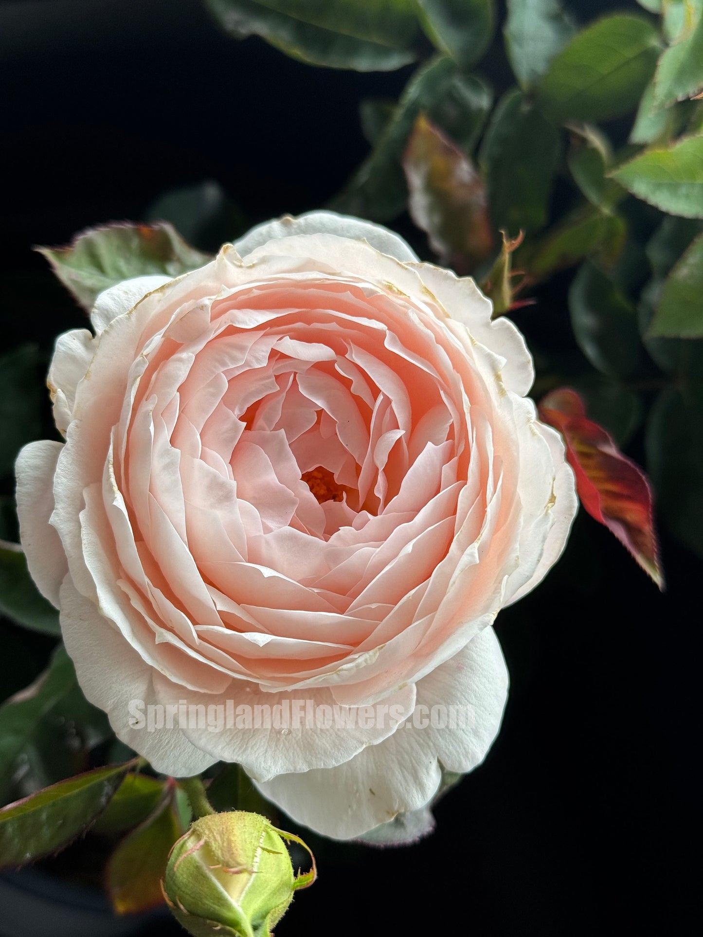 #SPJ167, Yuka 芳香之杯,Japanese Shrub Rose,Non-Grafted/Own Root.