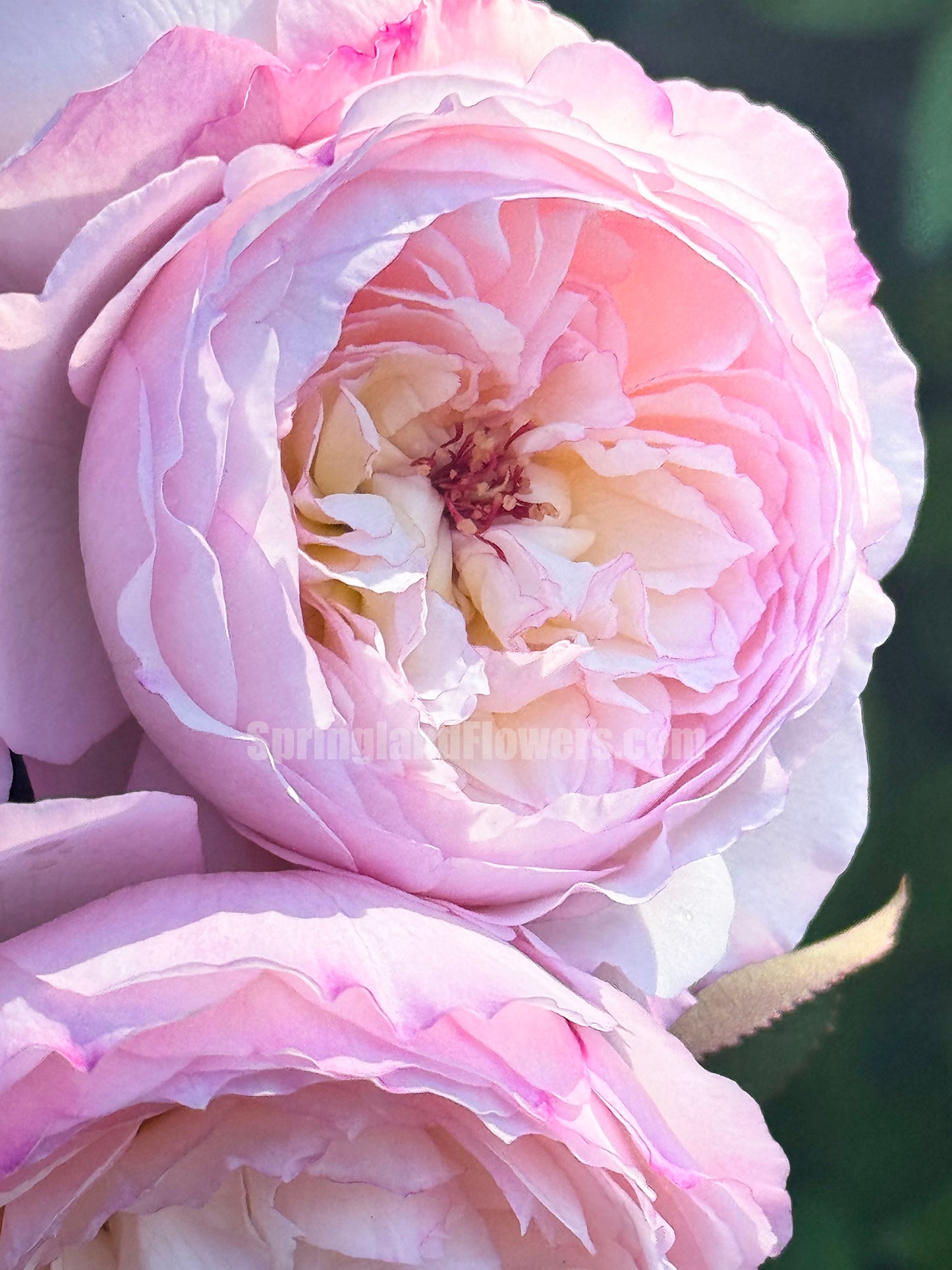 #SPJ095,Savon 肥皂,Japanese Shub Rose, Non-Grafted/Own Root.