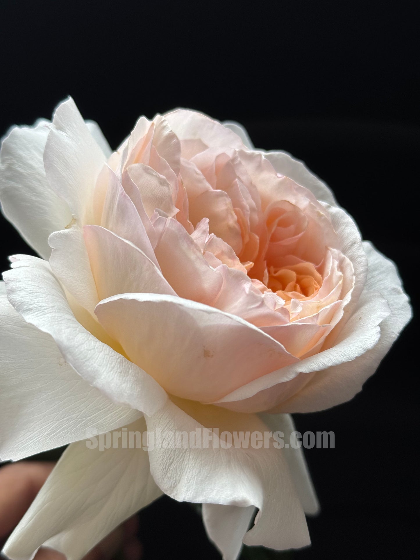 #SPC219,New! 2022.YueLongSha 月笼沙,Shrub Rose, Non-Grafted/Own Root.