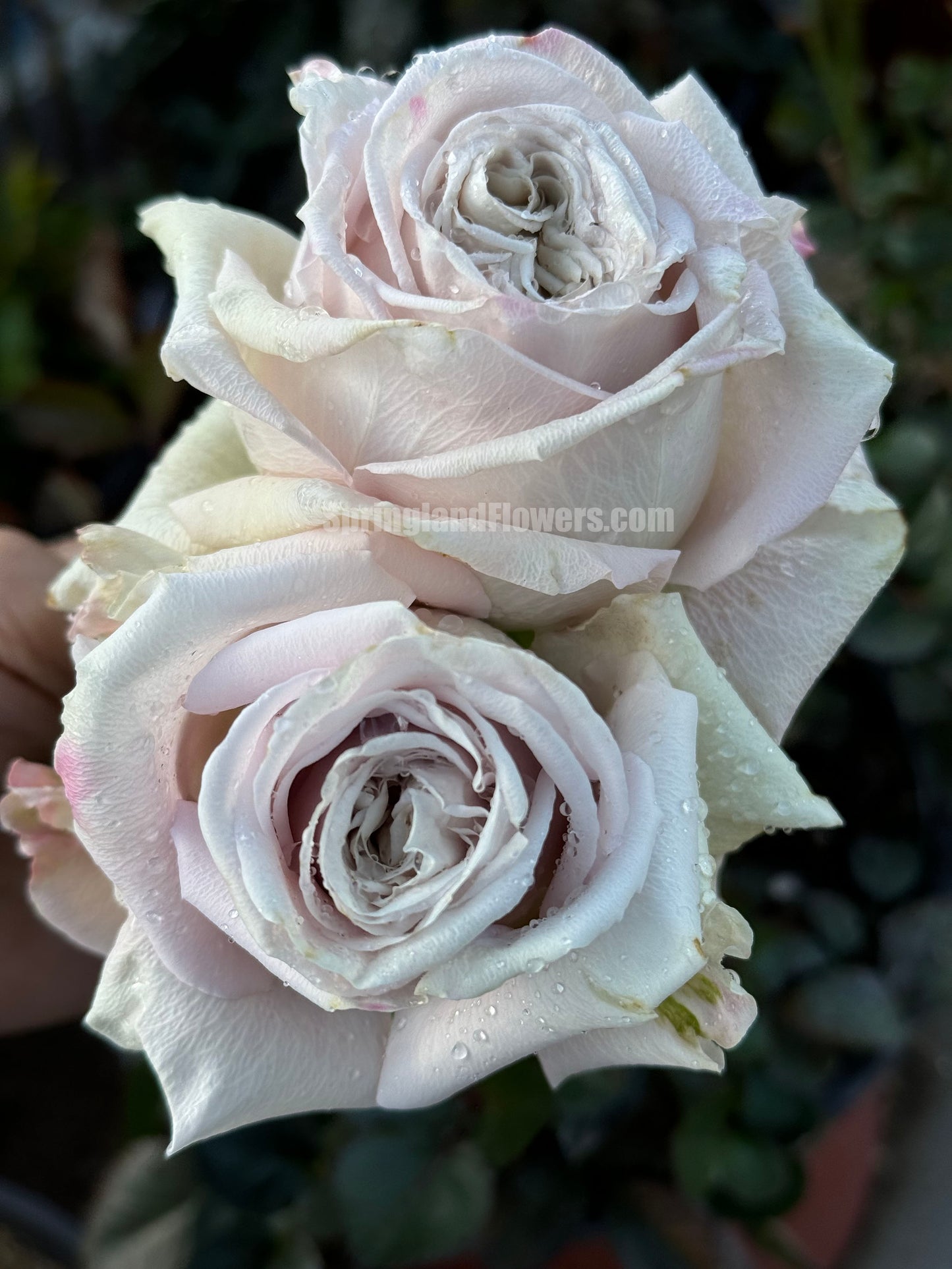 #SPN084,Quicksand 流沙, Florists Rose. Heat-tolerant, disease-resistant, Non-Grafted/Own Root.