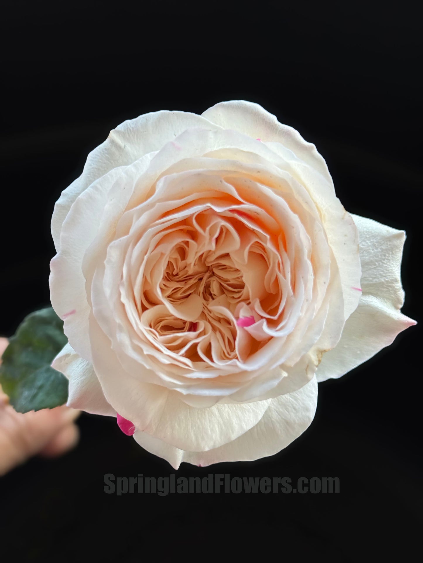#SPJ165,Shiratama 白玉,Japanese Floribunda Rose.