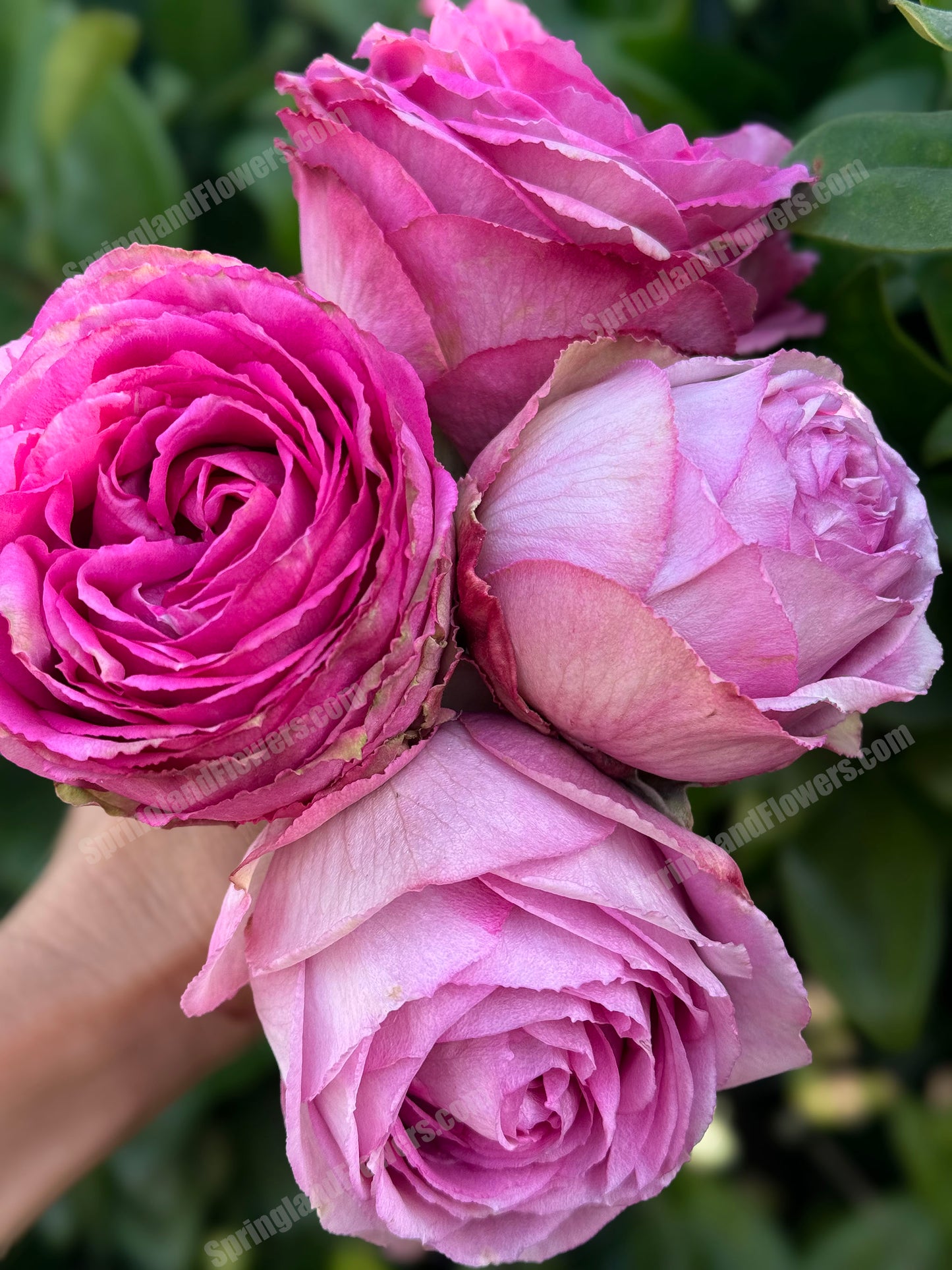 #SPN088,Extremely Similar to Lavender Lace 薰衣草蕾丝, Florist Shrub Rose, Non-Grafted/Own Root.