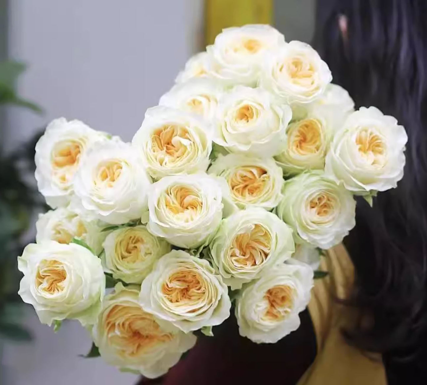 #SPN014, Butter Cup 奶油杯, Netherlands Florist Shrub Rose. disease-resistant, Non-Grafted/Own Root.