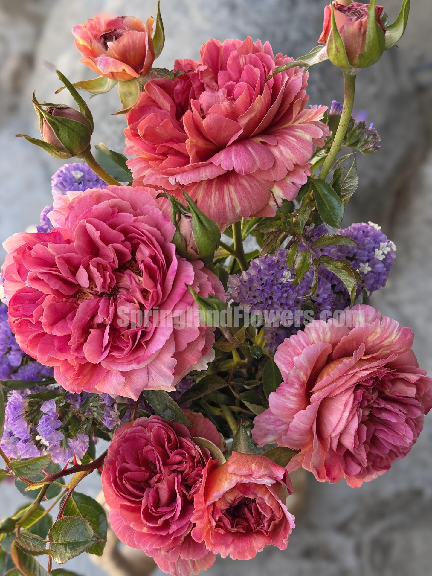 #SPJ094 ,Sunset Blush 羞颜, Japanese Florist Shrub Rose,Non-Grafted/Own Root.