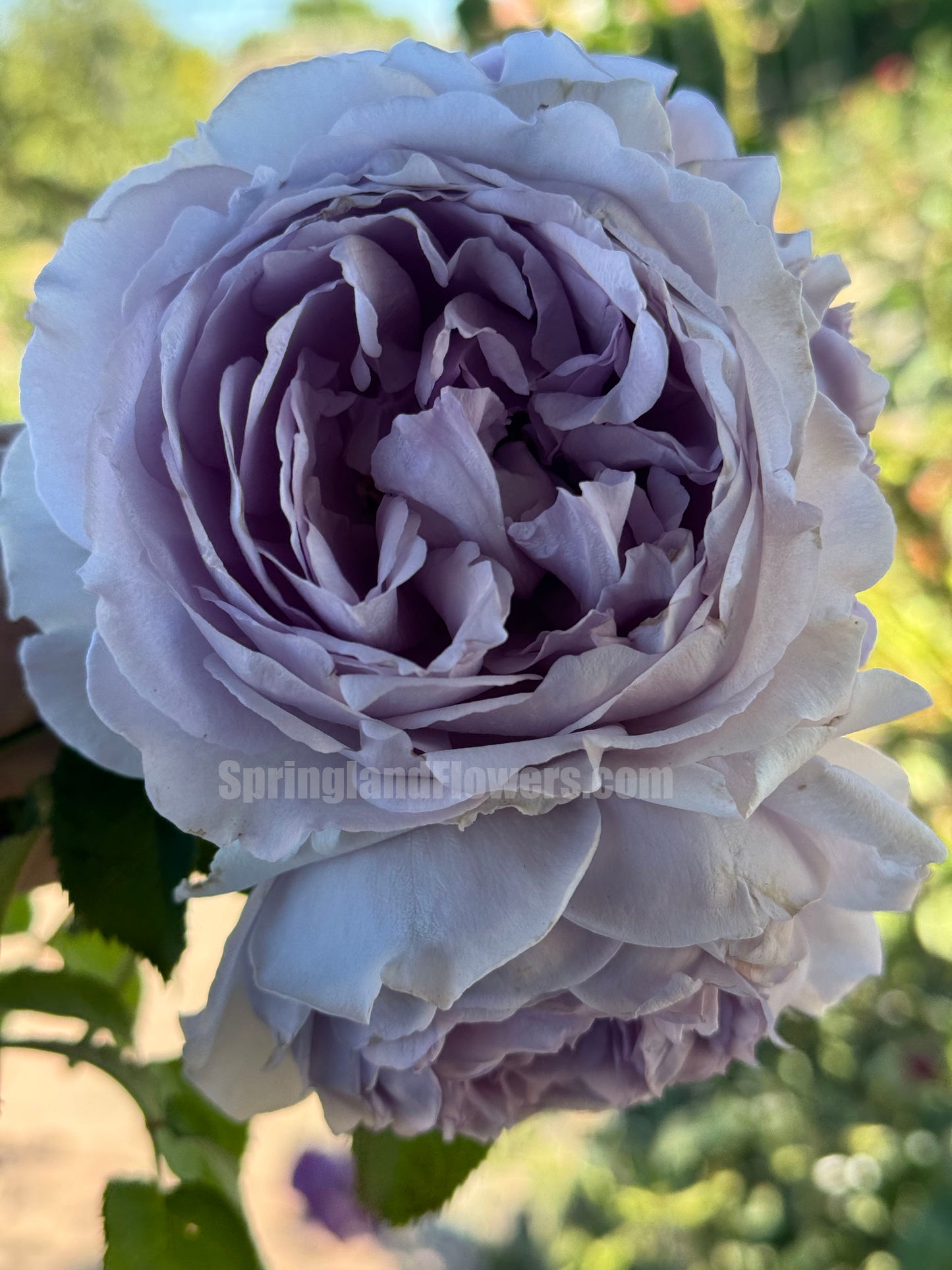 #SPC190, Yinyinqing / Memory of Blue (隐隐青) , Shrub Rose, Non-Grafted/Own Root. Strong Fragrance. Resistant to high temperature and humidity.