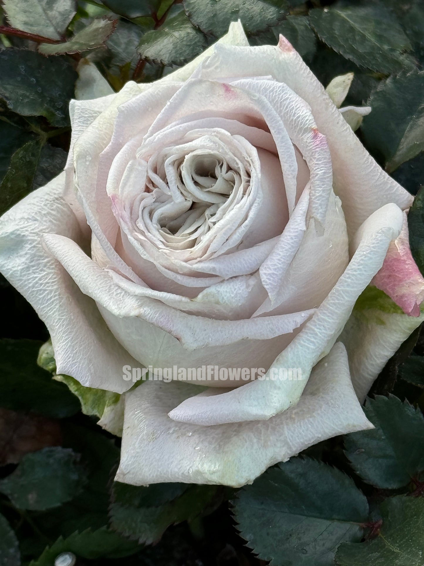 #SPN084,Quicksand 流沙, Florists Rose. Heat-tolerant, disease-resistant, Non-Grafted/Own Root.