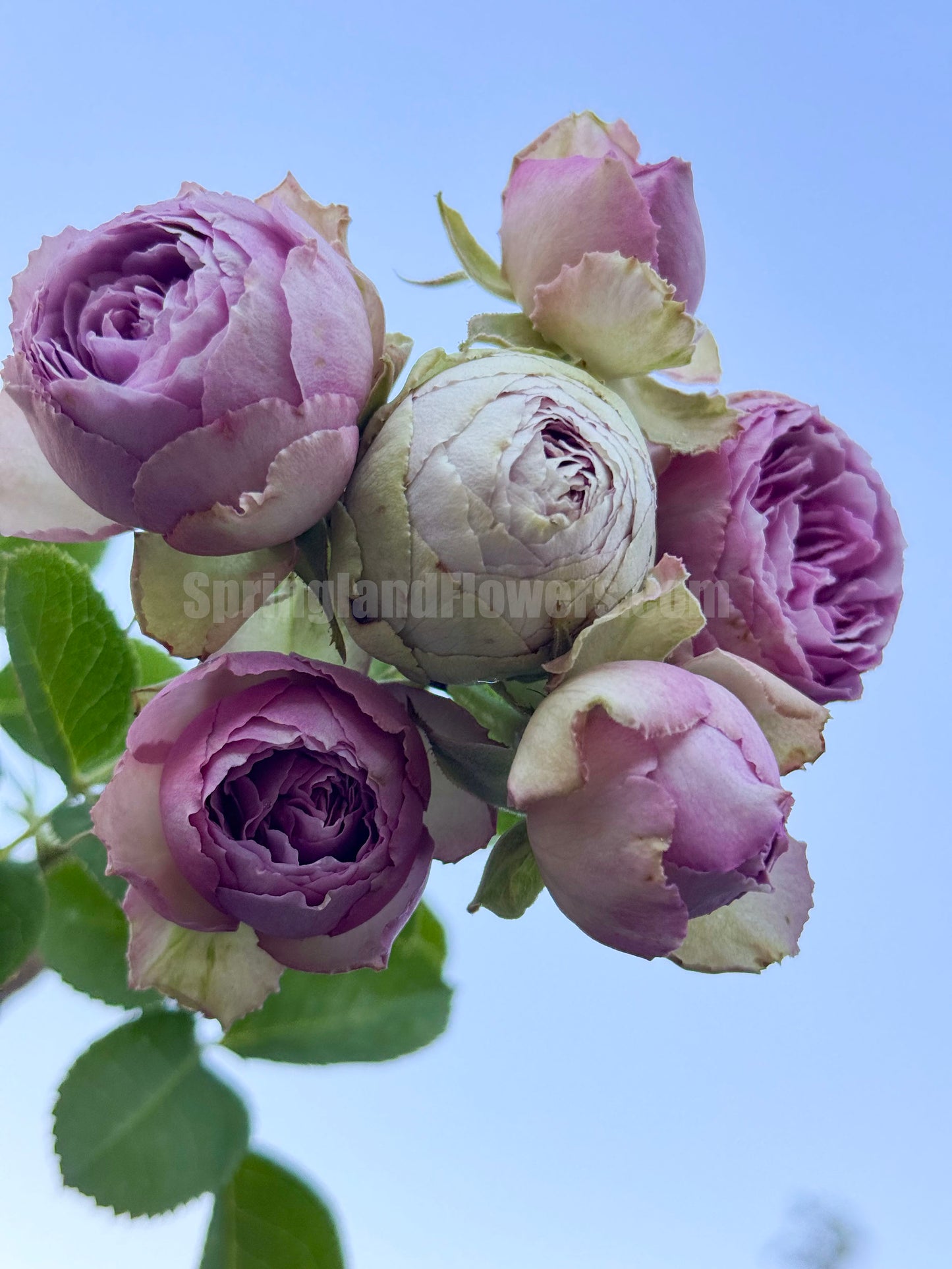 #SPN088,Lavender Lace 薰衣草蕾丝, Florist Shrub Rose, Non-Grafted/Own Root.