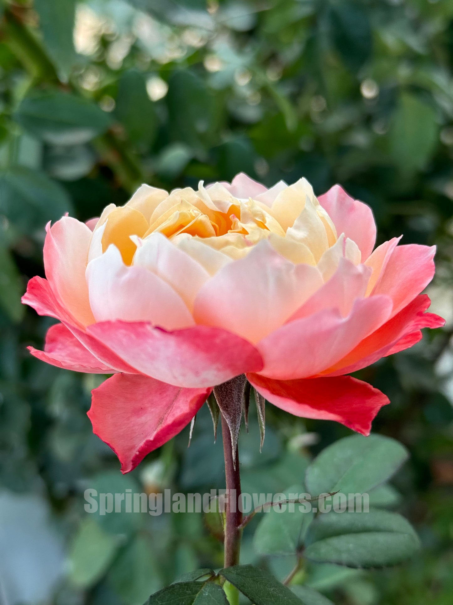 #SPJ030, Chance Pom 苹果运气, Japanese Florist Shrub Rose, Non-Grafted/Own Root.