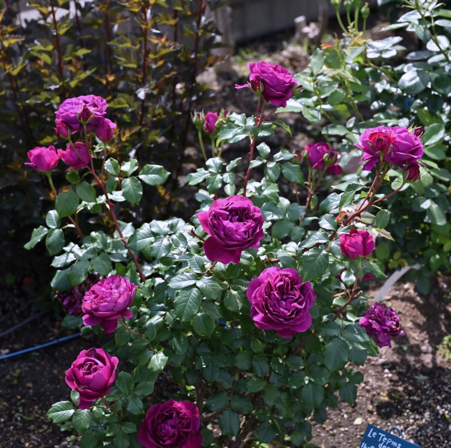 #SPJ138,NEW ! 2023. Extremely Similar to Le Temps Des Cerises 樱桃时节,Japanese Floribunda Rose, Non-Grafted/Own Root.