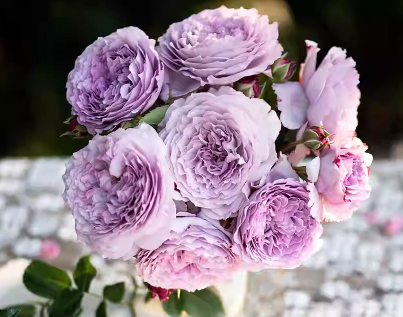 #SPC187, NEW! 2022. Blue Silken Orb 蓝丝球,Floribunda Rose, Thornless, Heat-tolerant, Disease-resistant.