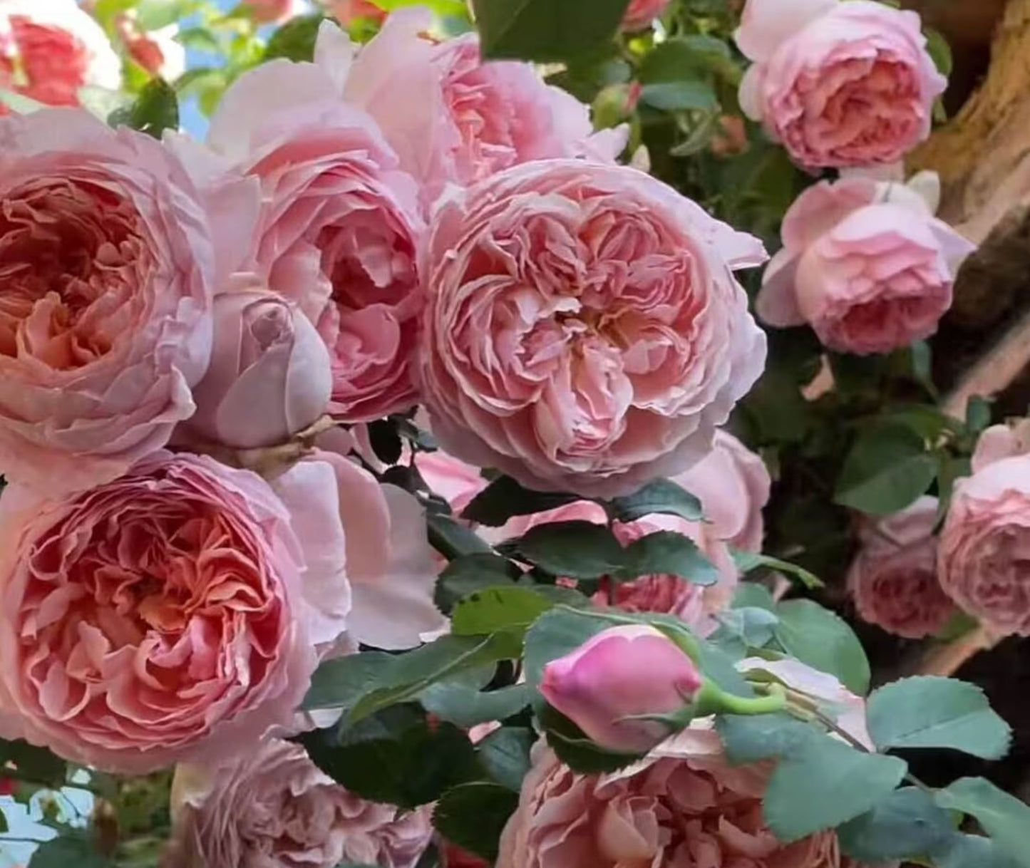 #SPF034,Dames de Chenonceau 舍农索城堡的女士,Climbing & Shrub Roses, Non-Grafted/Own Root.