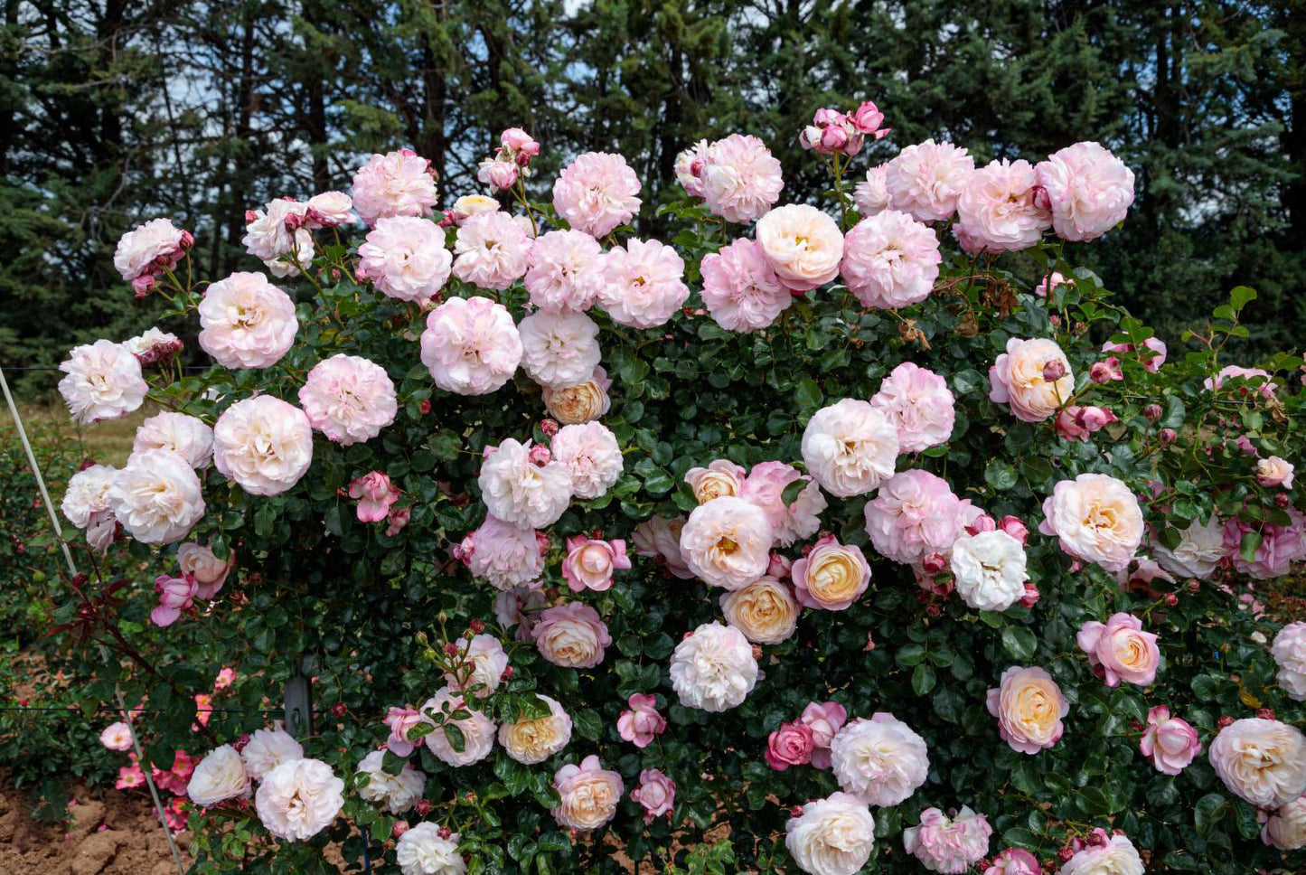 #SPF125,Extremely Similar to David Hockney 彩笔浪漫,Climbing & Shrub Roses, Non-Grafted/Own Root.