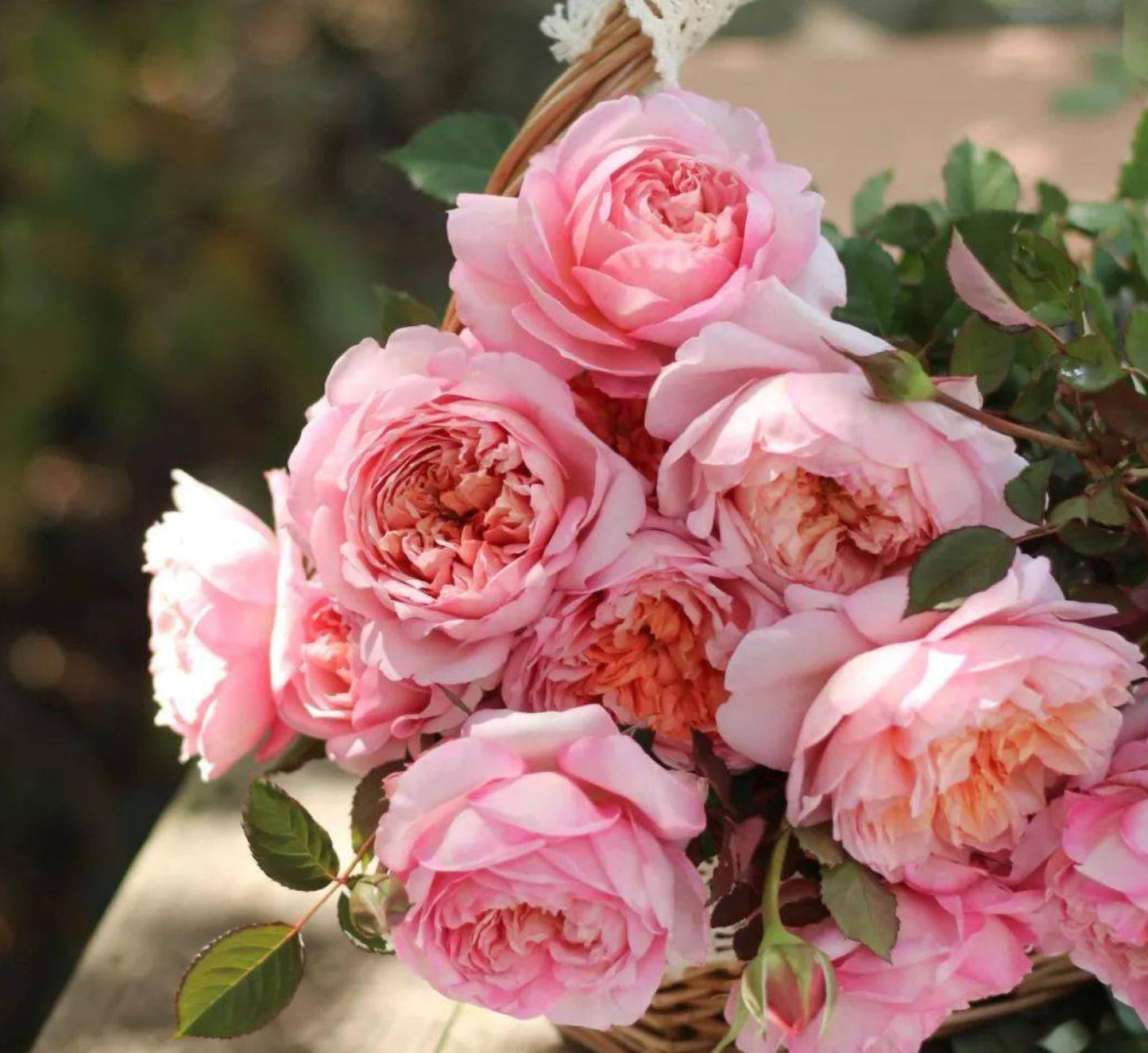 #SPC239,Tao Ran 桃染, Chinese Shrub Rose.
