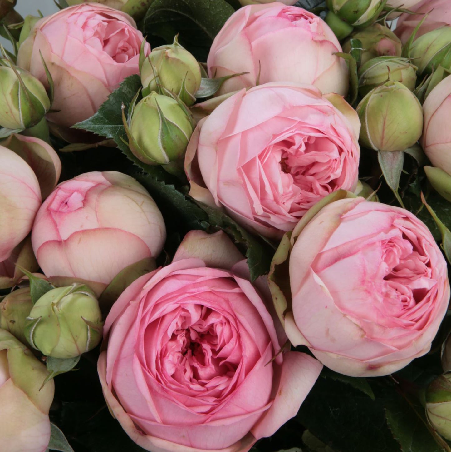 #SPG031,Charming Piano 妩媚钢琴, German Florist Shrub Rose, Non-Grafted/Own Root.
