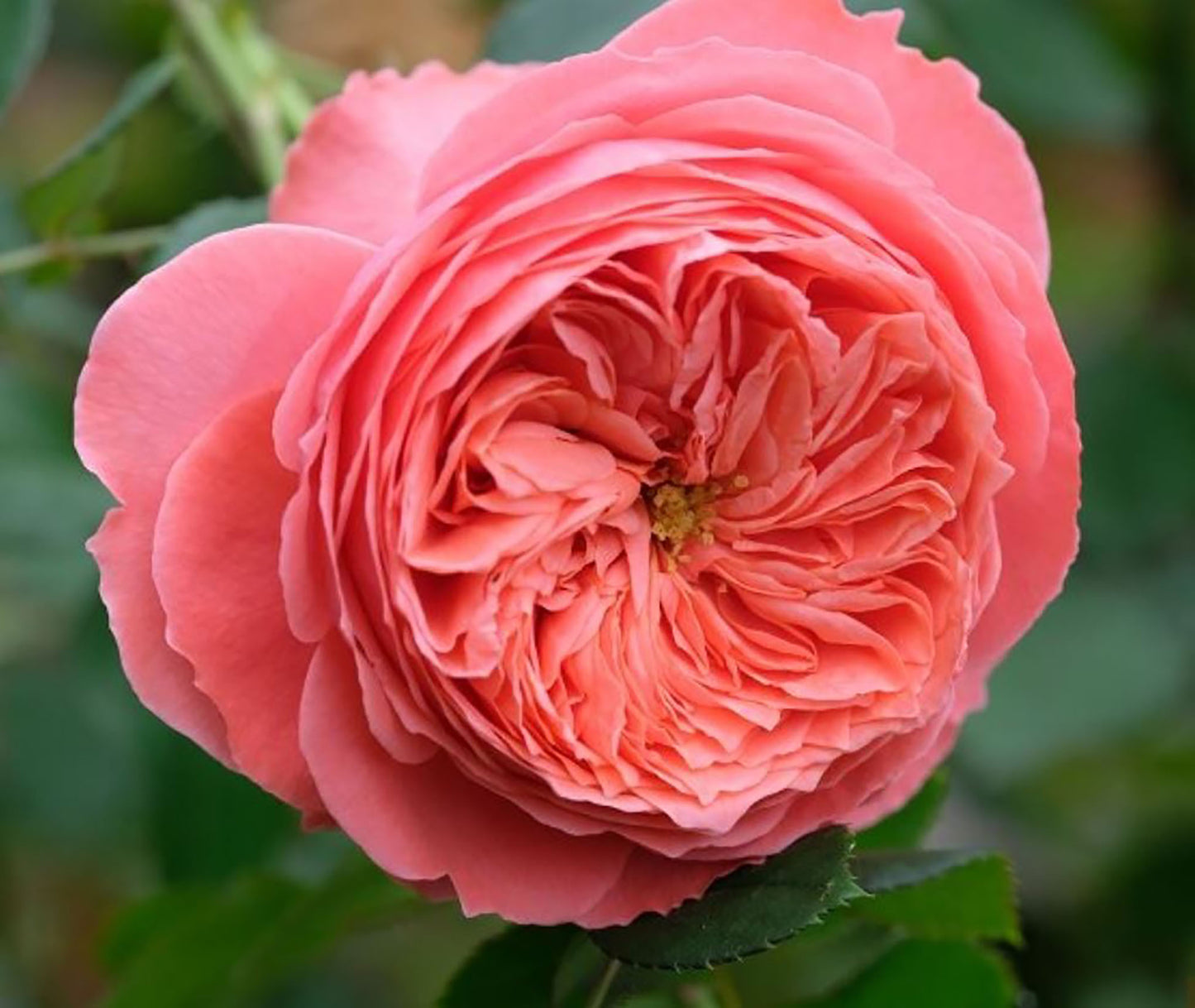 #SPC206, Flamingo 火烈鸟, Shrub Rose, upright, Strong Cold And Disease Resistance, Moderately Fragrant, Non-Grafted/Own Root.