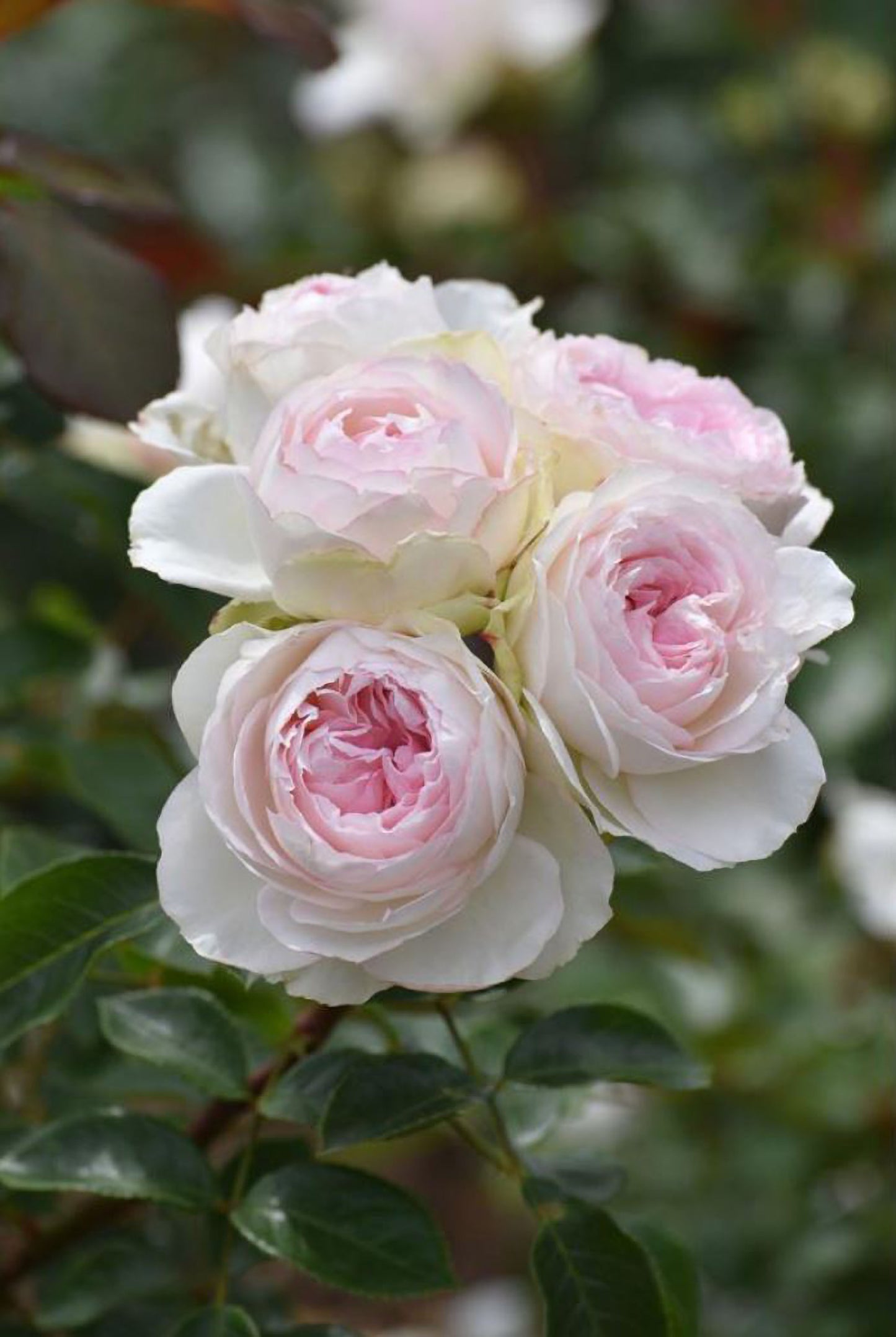 #SPJ133, Roxanne 罗克珊/黎明, Japanese Floribunda Rose, Non-Grafted/Own Root.