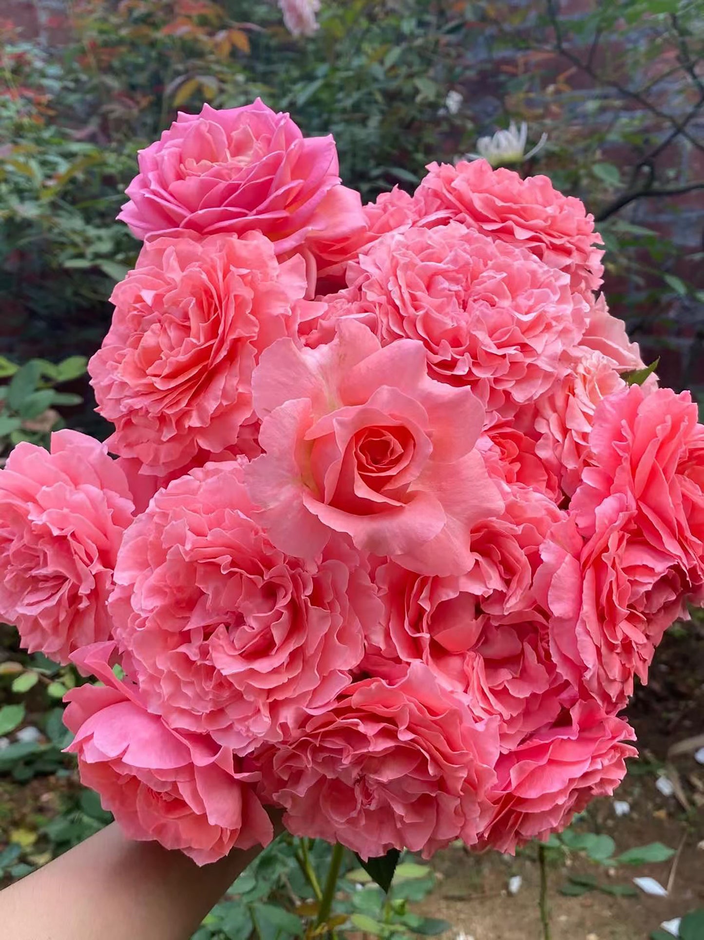 #SPJ049, Corail gelee 珊瑚果冻,Japanese Shrub Rose, Non-Grafted/Own Root.