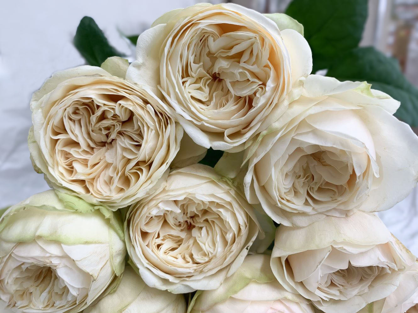 #SPJ165,Shiratama 白玉,Japanese Floribunda Rose.