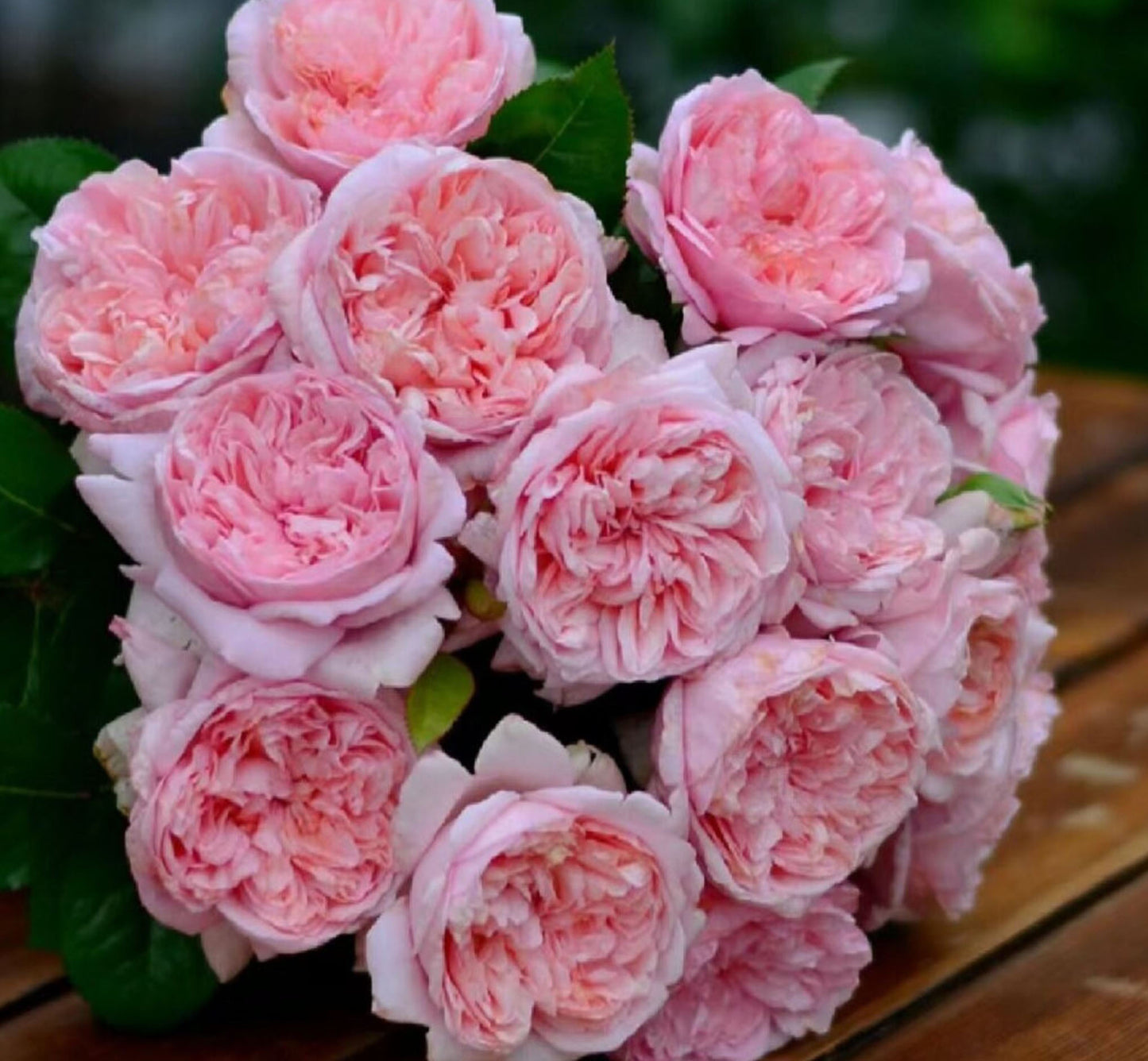 #SPG041,German Florist Shrub Rose, Heat-tolerant, disease-resistant, Non-Grafted/Own Root.
