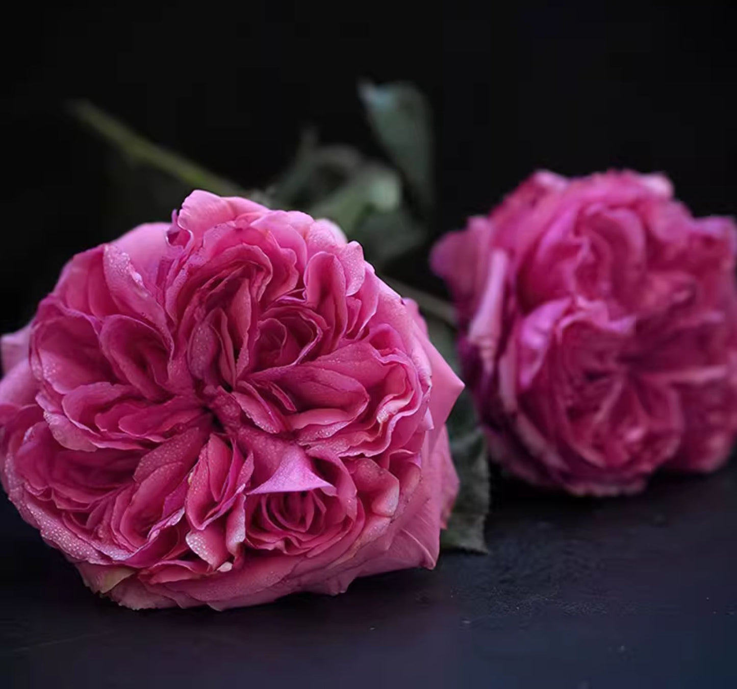 #SPF191,Extremely Similar toAudrey Fleurot 玫昂胭脂,Shrub Rose,Non-Grafted/Own Root.
