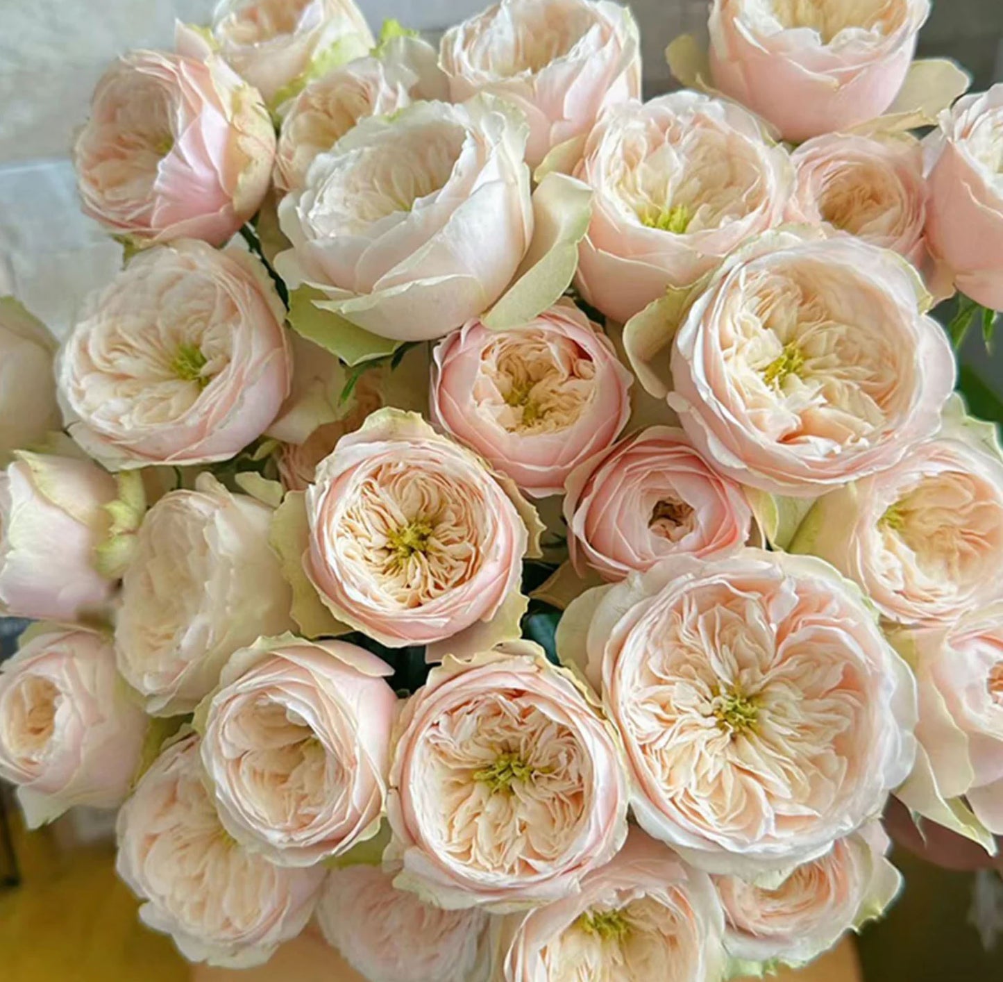#SPN116, Darlington 达林顿, Florist Shrub Rose.