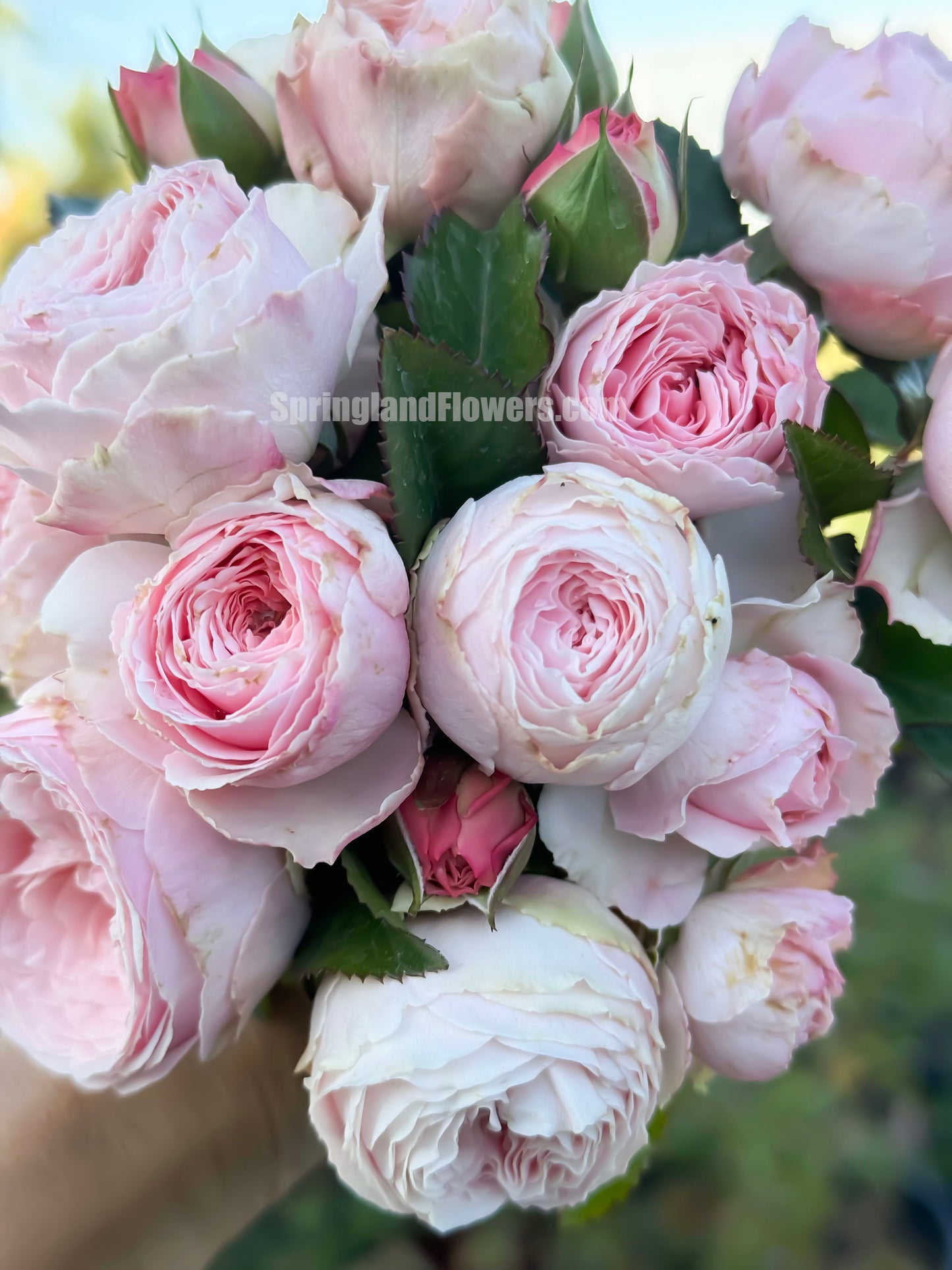 M-Pink Moon 粉月亮,Japases Floribunda Rose, Florists Rose. Thornless, Heat-tolerant, disease-resistant, Non-Grafted/Own Root.