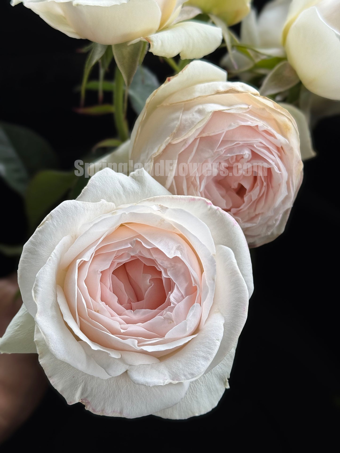#SPJ167, Yuka 芳香之杯,Japanese Shrub Rose,Non-Grafted/Own Root.